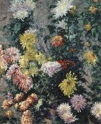 Gustave Caillebotte Chrysanthemums,Garden at Petit Gennevilliers Spain oil painting reproduction